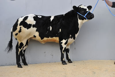 Bringlee Crispy - 9000gns