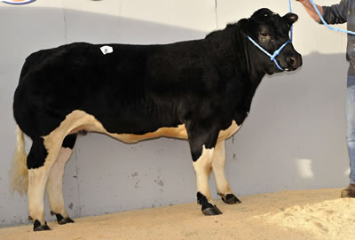 Bringlee Collette sold for 7000gns