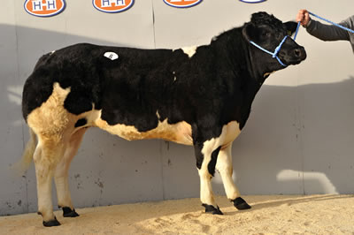 Bringlee Cherry sold for 11,000gns