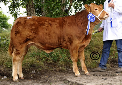 Reserve Champion Commercial
