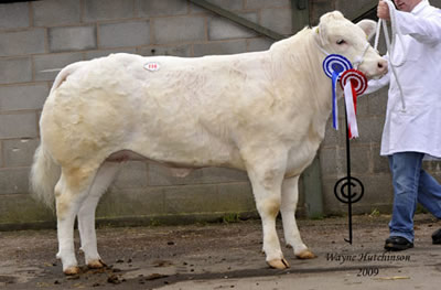     Graymar Diamond from Graham Jones sold for 6000gns