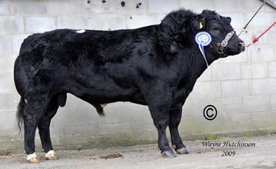 Greystones Carbon sold for 7200gns