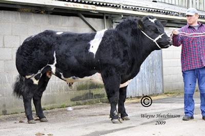     Forest Charlie Chaplin sold for 7500gns