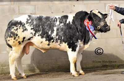     Croftsend Cannon was the reserve champion