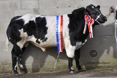     Champion was Penygelly David he sold for 7000gns