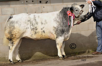     Female Champion Croftends Beau sold for 5000gns 