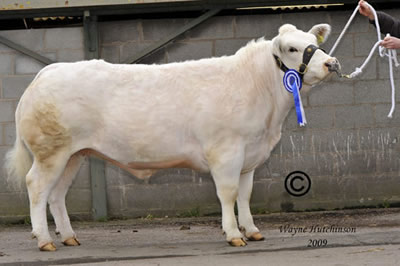     Stonewall Blossom sold for 4200gns