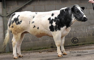 Boomer Chelsea from RM Birch sold for 4000gns