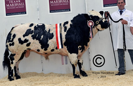 New Close Duncan - Champion bull - 3850gns