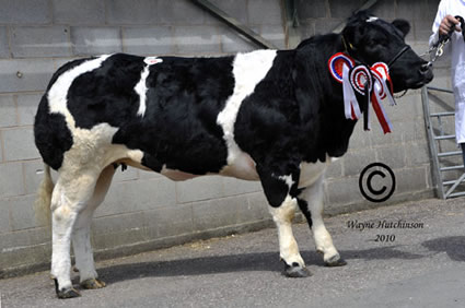 Female Champion was Snowy Ridge Duchess which sold for 3600gns