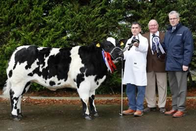 Blackford Eminence owned by Harold McKee, Kilkeel was the Reserve Supreme Champion and Female Champion. John Henning, Head of Agri-Business, Northern Bank is pictured making a presentation while Ted Haste, President, British Blue Cattle Society looks on.