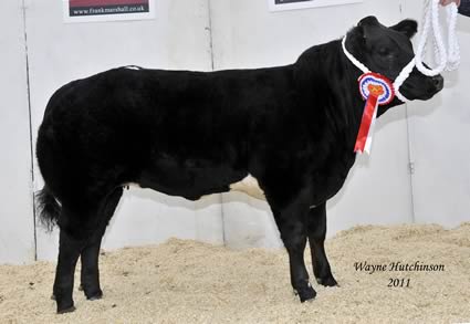 Reserve champion