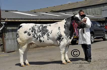 Champion female - Chalford Manor Elite - 5000gns