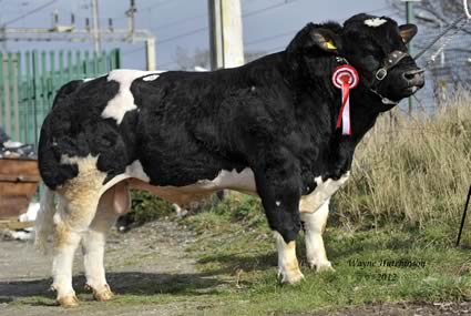 Croftends Eros - 4450gns sire; Hazelwood Freshman