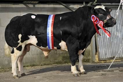 Solway View Fandango - Overall Champion - 7750gns