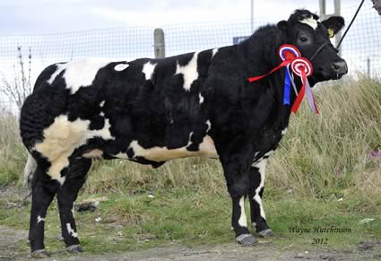 Bedgebury Futie - Female Champion and Res Overall - 4300gns sire- Bluegrass Cyclone