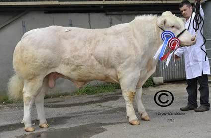 Cromwell Gladiator - Reserve Champion 3600gns