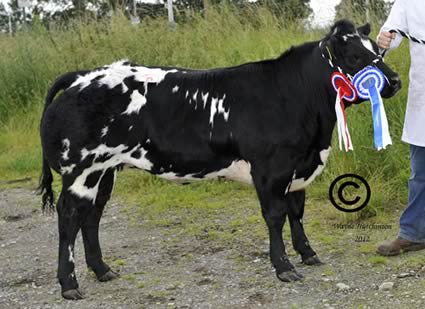 Champion female and Reerves Champion overall was Chardaney Gabrielle 2550gns