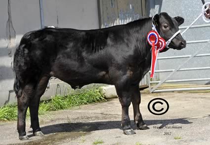 Mutley, Champion steer from JL& DA Davies