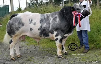 Betws Flash - Champion - 2950gns