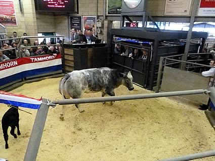 Tamhorn Herd Sale