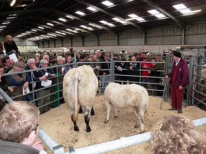 Paulern Elizabeth and her heifer calf Holly made 2950 gns