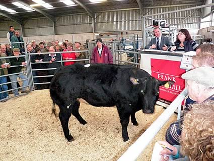 Paulern Fanella leads the Maiden Heifers, selling for 4000 gns.