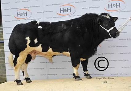 Droit Geronimo - 6200gns