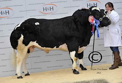 High Ridge Blues Galaxy - Reserve Champion - 6000gns