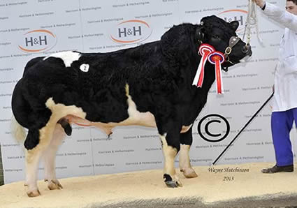 Solway View Flying Colours - Overall Champion - 11,000gns