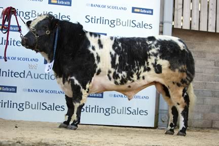 Supreme Champion - Auchenlay Glenisla, sold for top price of 7,000gns