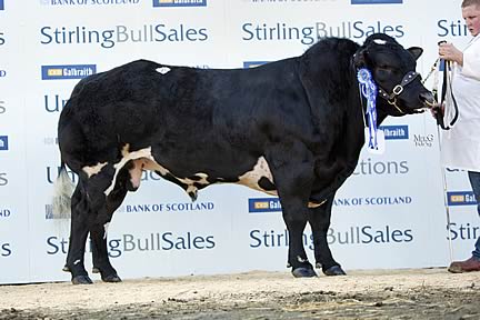 Reserve Champion - Kenray Garfield