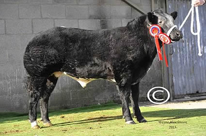 Champion steer and res overall - £1580