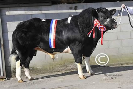 Pendle Goliath - Overall Champion - 6700gns