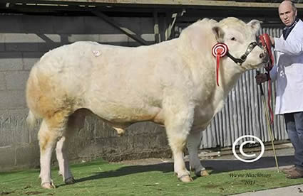 Dinmore Giorgio - 7000gns