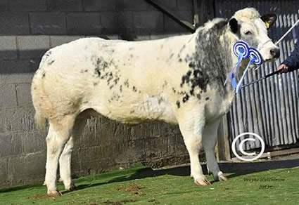 Tanat Georgeous - Res Female Champion - 4000gns