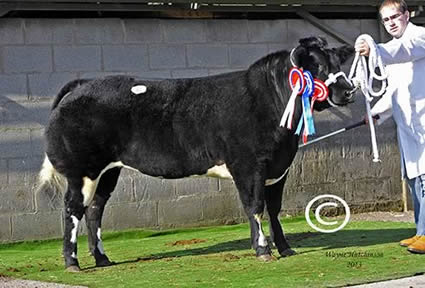 Graymar Glamorous - Female Champion - 5300gns