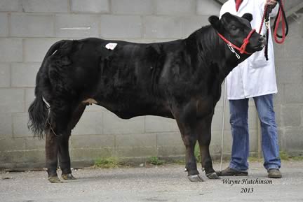 Reserve Champion Commercial from F Page - £1800