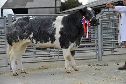 Female Champion Almley Gloria - 3800gns