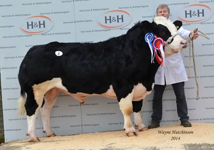 Almley Hi-Tech - Male Champion - 6200gns