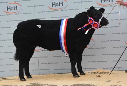 Solway View Haribo - Overall Champion - 10,000gns