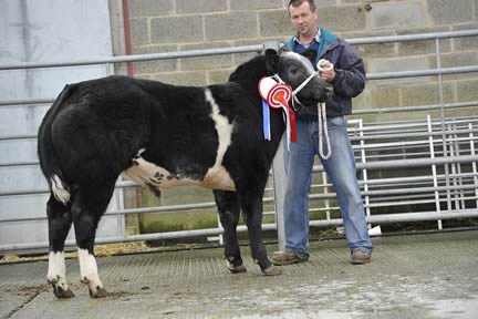 Commercial Steer Champion