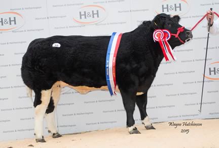 Trencrom Ima Star - Female Champion - 5800gns