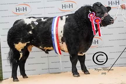 Overall Champion - Solway View Inferno - 7500gns