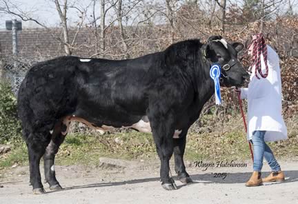 Maidenlands Hercules - 6100gns