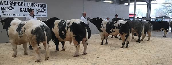 Line up of bulls