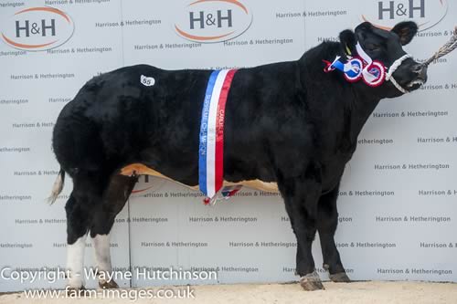 Knockaraven Jessie J - Female Champion - 3800gns