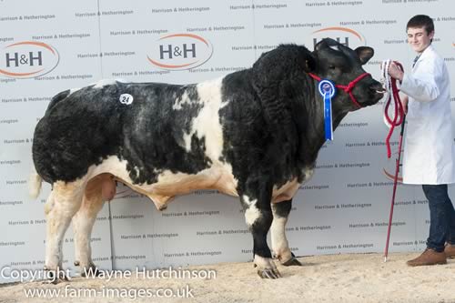 Littlebank Jimmy - 9200gns