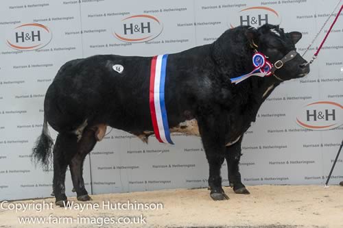 Wilton Henry - Overall Champion - 5000gns