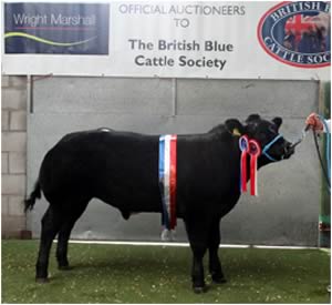 Champion Blue Crossbred - £1950